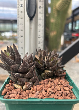 Haworthiopsis coarctata var. coarctata f. conspicuous
