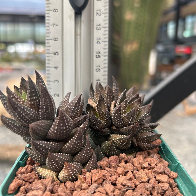 Haworthiopsis coarctata var. coarctata f. conspicua