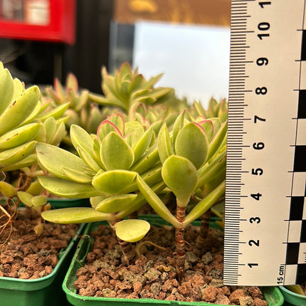 Crassula Money Maker f. variegate