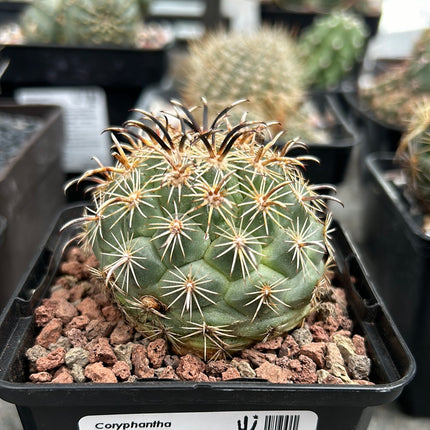 Coryphantha kracikii