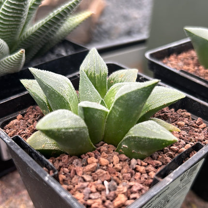 Haworthia pymaea ‘Cristalina’