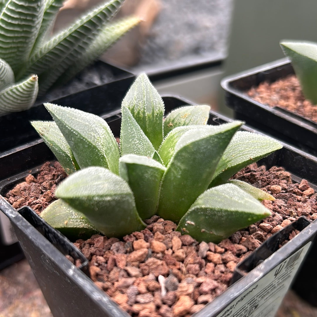 Haworthia pymaea ‘Cristalina’