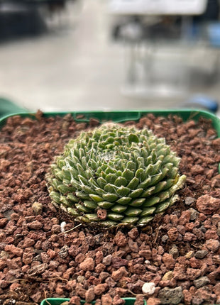 Cobweb Houseleek
