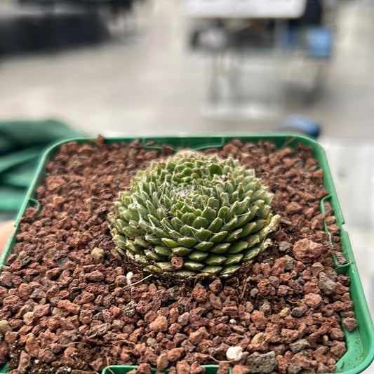 Sempervivum arachncoideum