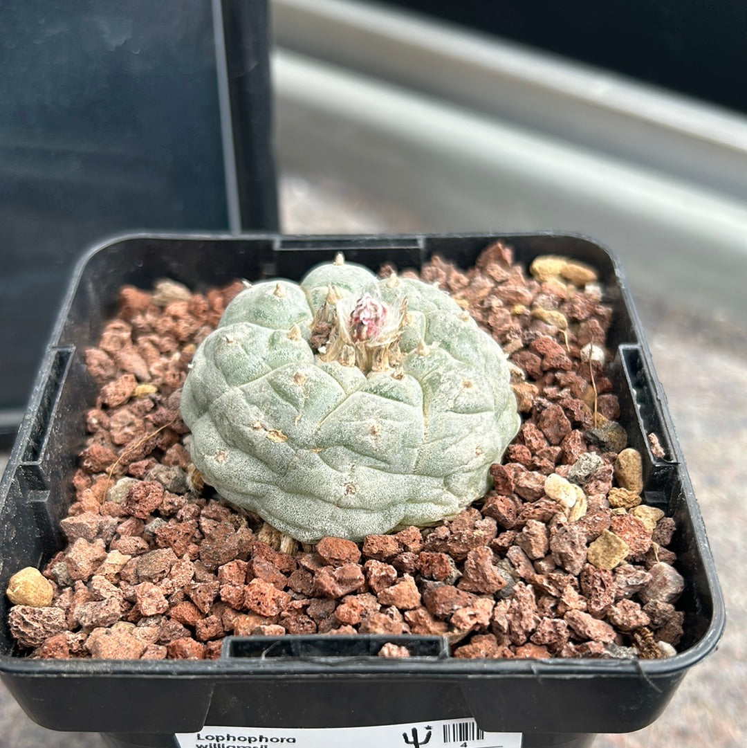 Lophophora williamsii (Peyote)