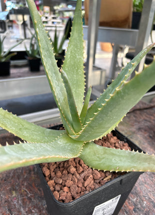 Aloe rupestris
