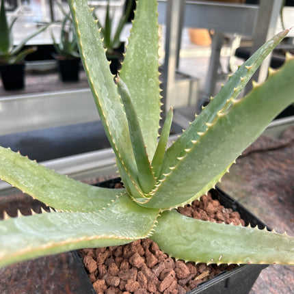 Aloe rupestris