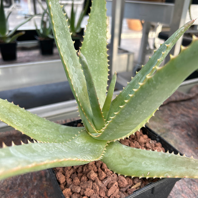 Aloe rupestris
