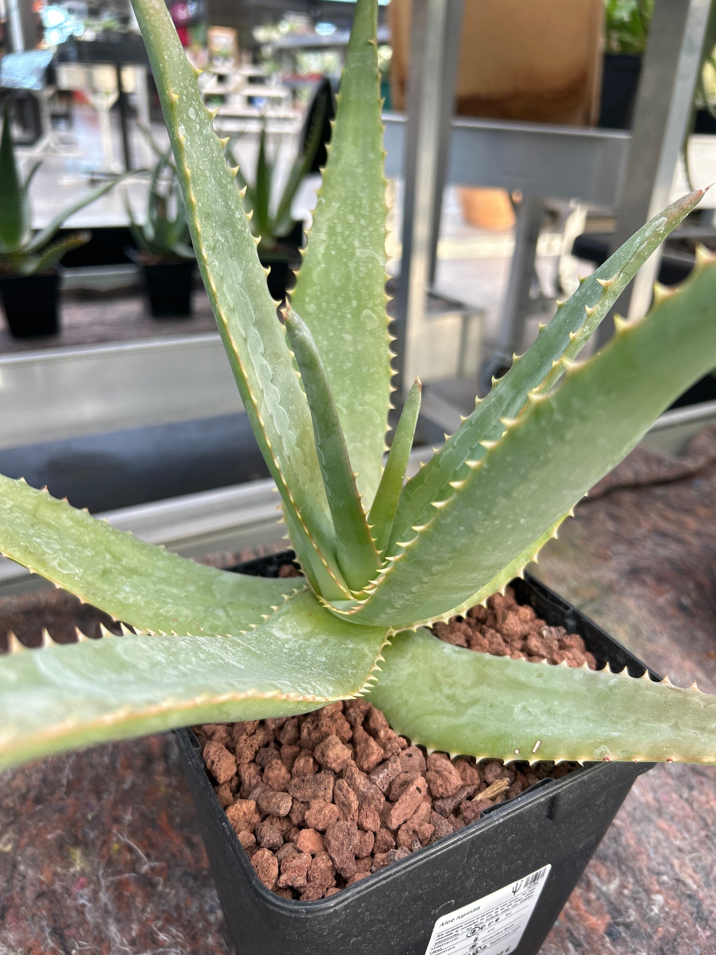 Aloe rupestris