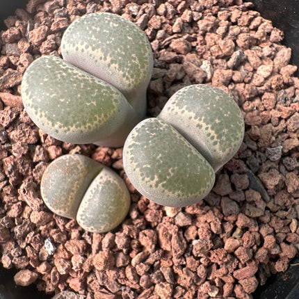 Lithops localis (ex. L. terricolor) C379