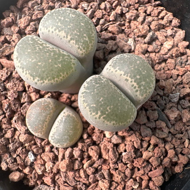 Lithops localis (ex. L. terricolor) C379
