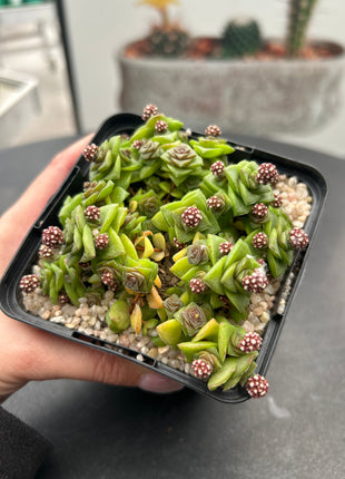 Crassula socialis