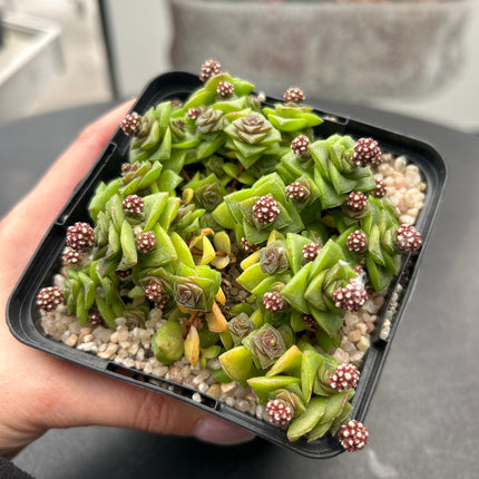 Crassula socialis