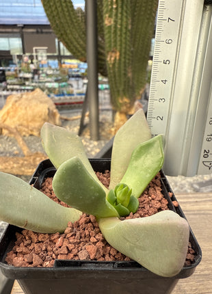Cerochlamys pachyphylla