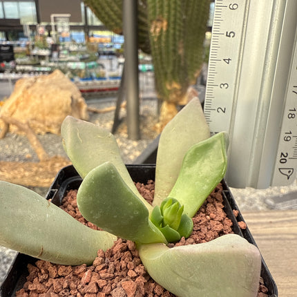 Cerochlamys pachyphylla