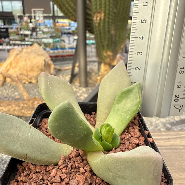 Cerochlamys pachyphylla