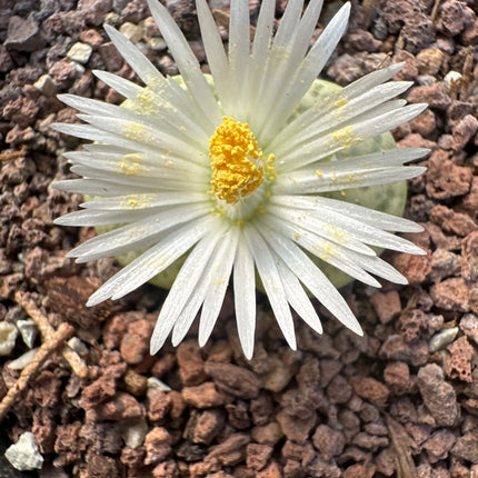 Lithops localis (ex. L. terricolor) ‘ Silver Spurs’ C132A