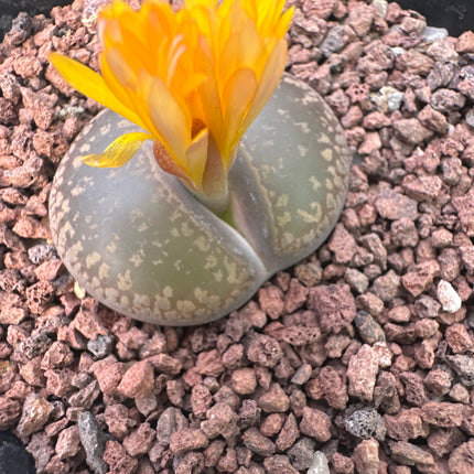 Lithops lesliei „Big Window“