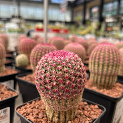Echinocereus rigidissimus subsp. rubispinus “Cactus Barbie”