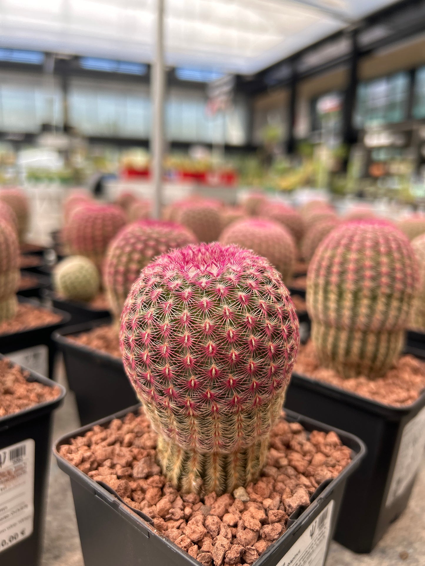 Echinocereus rigidissimus subsp. rubispinus (Barbie Cactus)