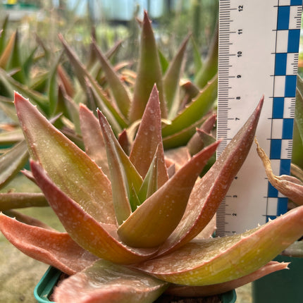 x Alworthia 'Black gem'