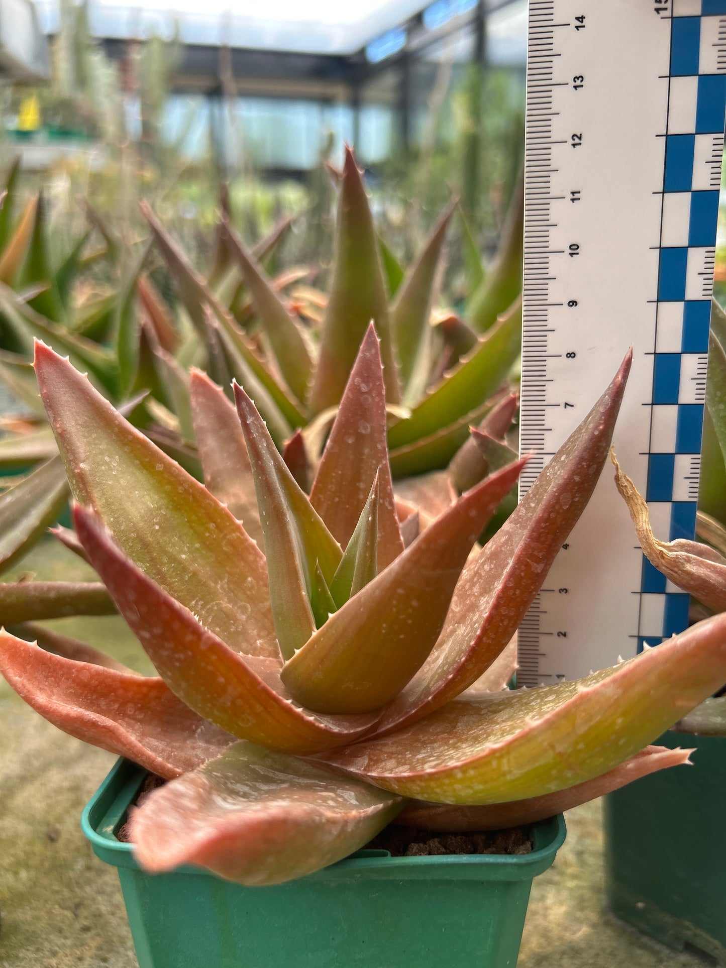 x Alworthia 'Black gem'