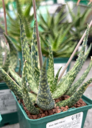 Aloe 'Mintstreifen'