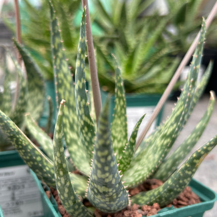 Aloe 'Mintstreifen'