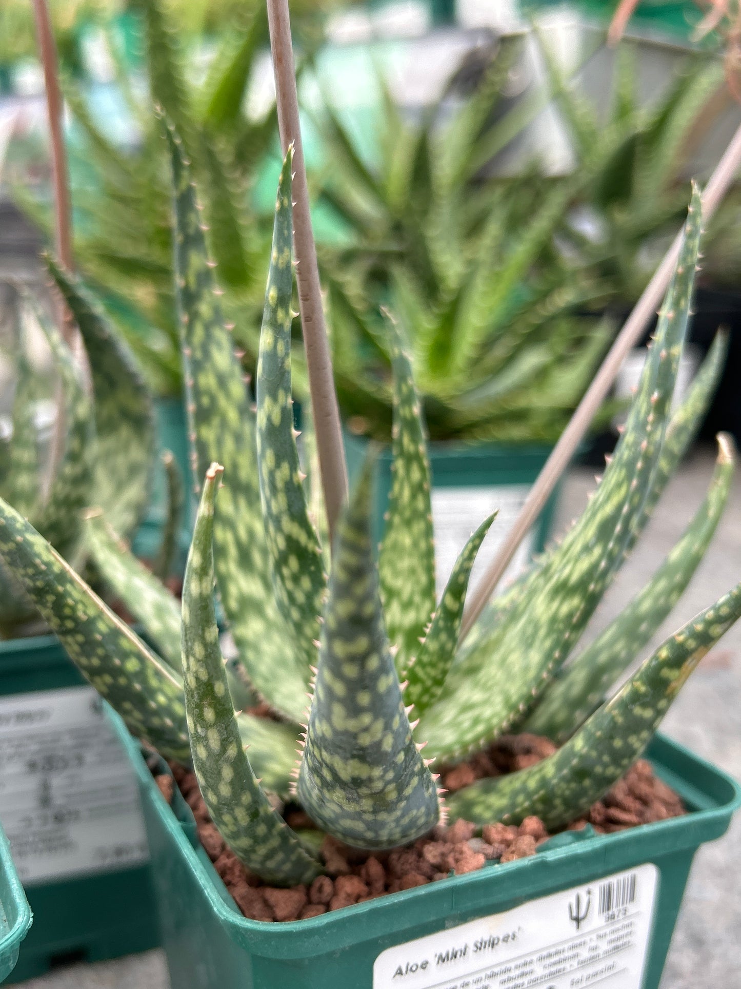 Aloe ‘Mint stripes’