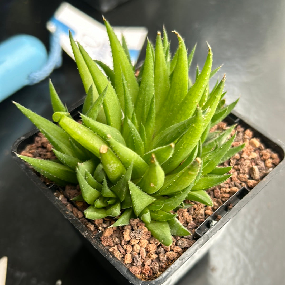 Haworthia chlorocantha
