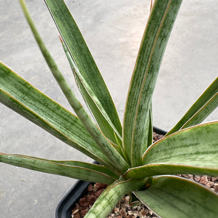 Dracaena ‘Comet Queen Marble’ | Sansevieria ‘Comet Queen Marble’