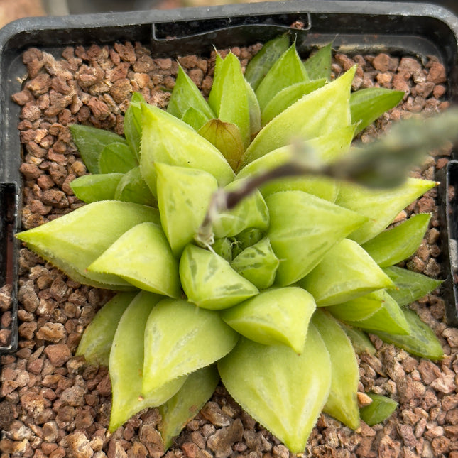 Haworthia maculata var. maculata
