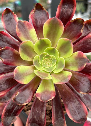 Aeonium ‘Inmortal ink’