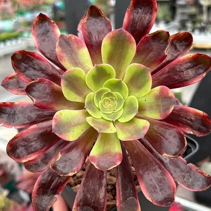 Aeonium „Unsterbliche Tinte“