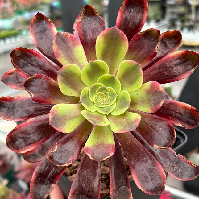 Aeonium ‘Inmortal ink’