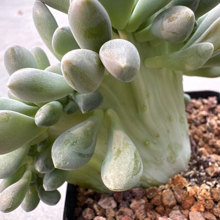Echeveria secunda f. cristata