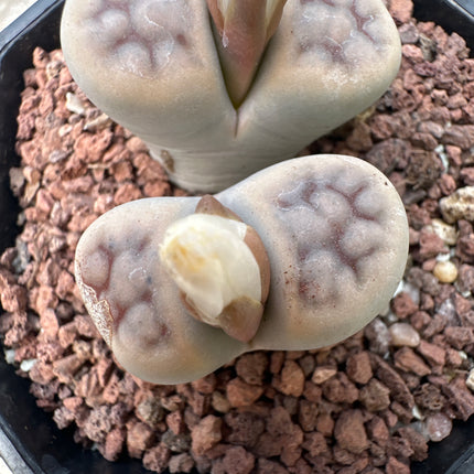 Lithops halli var. ochracea C142A