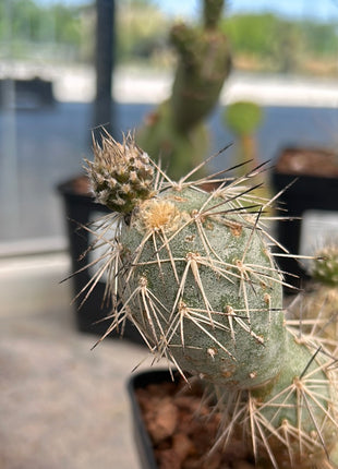 Tephrocactus alexanderi