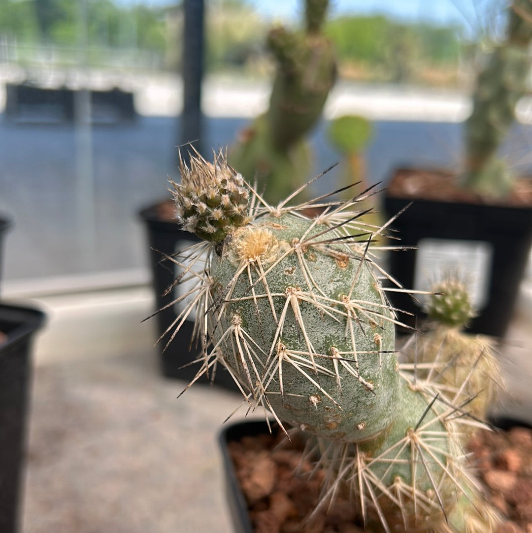 Tephrocactus alexanderi