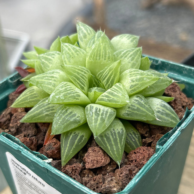 Haworthia 'Geraldii'
