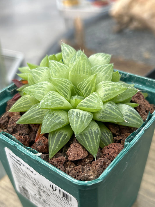 Haworthia 'Geraldii'