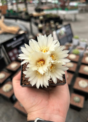 Strombocactus disciformis CITES