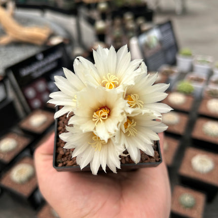 Strombocactus disciformis CITES