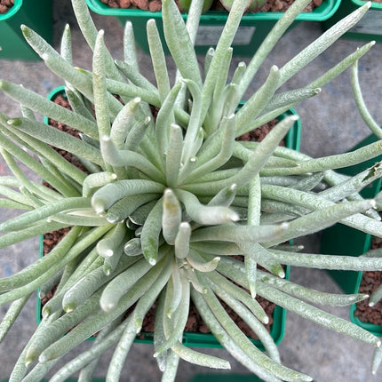 Senecio scaposus
