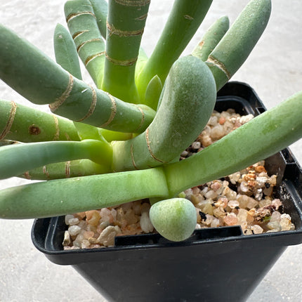 Cylindrophyllym comptoni | Dedos del Pequeño Karoo