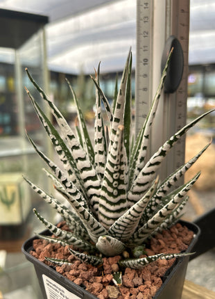 Haworthiopsis attenuata ‘Big Band’