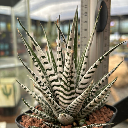 Haworthiopsis attenuata 'Big Band'
