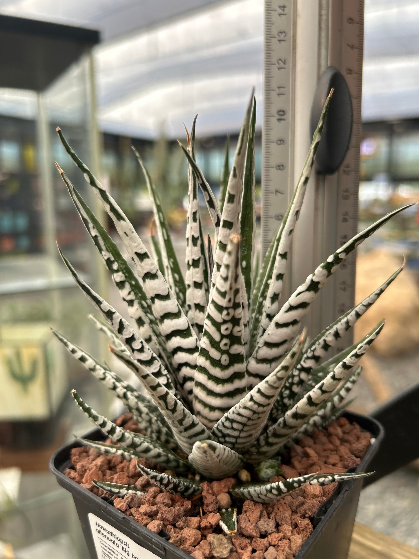 Haworthiopsis attenuata ‘Big Band’