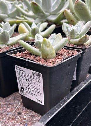 Dudleya pachyphytum "chalk immortelle"