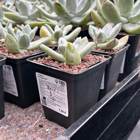 Dudleya pachyphytum „Kreideimmortelle“